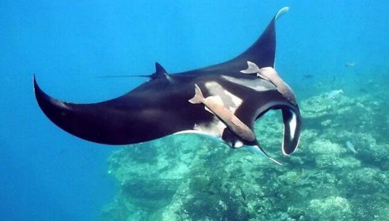 Korovou Eco Lodge Naviti Island Ngoại thất bức ảnh